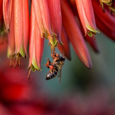 Bal arısı Güney Afrika'da kırmızı Aloe çiçek pollinating, yakın çekim
