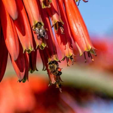 Cape bal arıları kırmızı Aloe çiçek Güney Afrika'da yiyecek arama