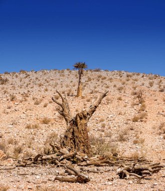 Güney Afrika savana ölü titreme ağacında