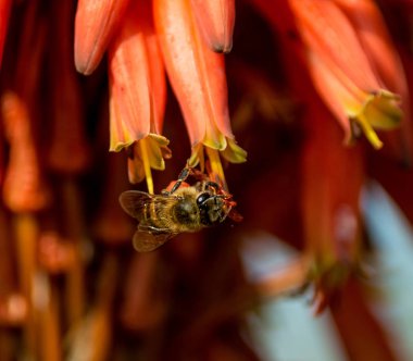 Bal arısı kırmızı Aloe çiçek Güney Afrika'da yiyecek arama, yakın çekim