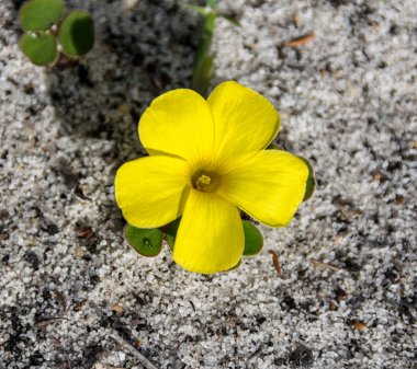 Oxalis luteola çiçek Güney Cape, Güney Afrika için