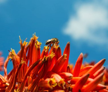 Güney Afrika mavi gökyüzü arka plan üzerinde kırmızı Aloe tesisi bal arısı yakın çekim