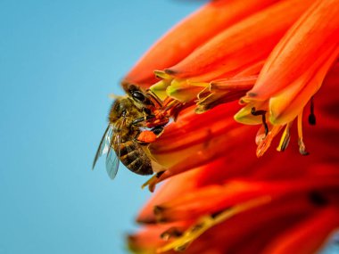 Güney Afrika mavi gökyüzü arka plan üzerinde kırmızı Aloe tesisi bal arısı yakın çekim