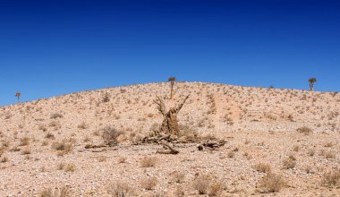 Güney Afrika savana ölü titreme ağacında