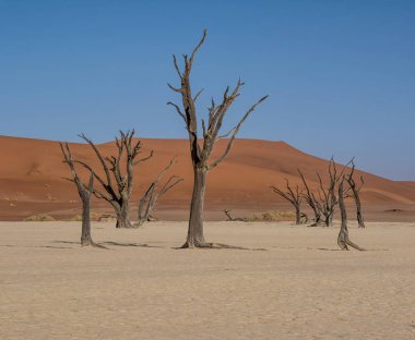 Deadvlei karşı beyaz pan zemin tezat karanlık, ölü deve diken ağaçlar ile karakterize Namibya