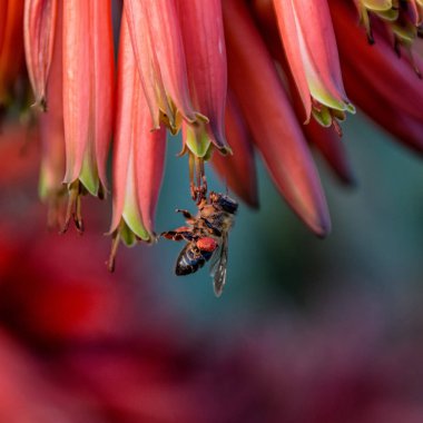 Cape bal arısı bulanık arka plan üzerinde kırmızı Aloe çiçekler üzerinde 