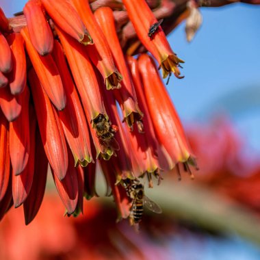 Cape bal arıları Güney Afrika'da kırmızı Aloe çiçek pollinating, yakın çekim