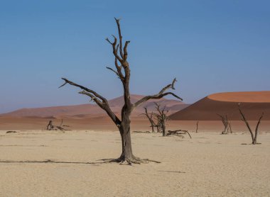 Deadvlei karşı beyaz pan zemin tezat karanlık, ölü deve diken ağaçlar ile karakterize Namibya