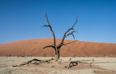 Deadvlei karşı beyaz pan zemin tezat karanlık, ölü deve diken ağaçlar ile karakterize Namibya
