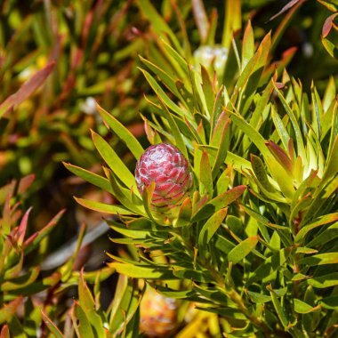 Leucadendron coniferum flower, member of Protea family in Southern Cape, South Africa clipart