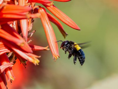 kadın marangoz arı kırmızı aloe çiçek Güney Afrika'da yakınındaki hovering