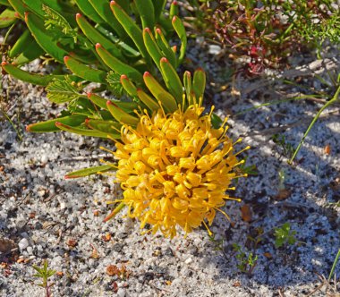 Leucospermum conocarpodendron çiçek Güney Afrika'da yakın çekim