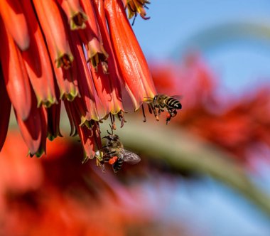 Cape bal arıları Güney Afrika'da kırmızı Aloe çiçek pollinating, yakın çekim