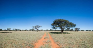 Northern Cape Savannah mesafe içine kapalı kırmızı kirli parça uzanır