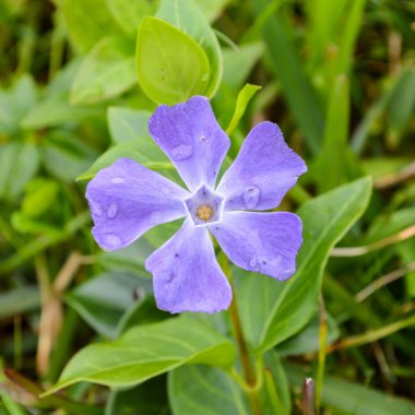 Vinca büyük çiçek bulanık arka plan üzerinde Kapat
