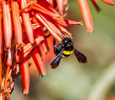 kadın marangoz arı Güney Afrika'da kırmızı Aloe tesisi yakın çekim
