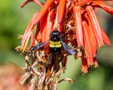 kadın marangoz arı Güney Afrika'da kırmızı Aloe tesisi yakın çekim