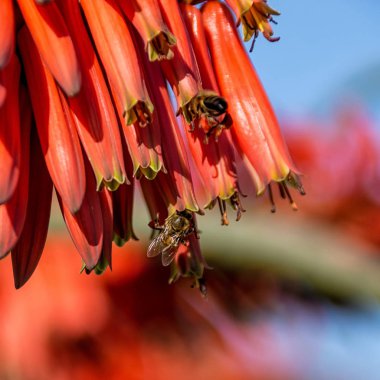 Cape bal arıları kırmızı Aloe çiçek Güney Afrika'da yiyecek arama