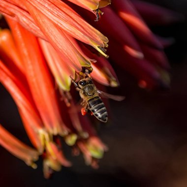 Cape bal arısı kırmızı Aloe çiçek Güney Afrika üzerinde oturan, yakın çekim