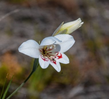 Glayöl debilis çiçek Güney Cape, Güney Afrika için yakın çekim