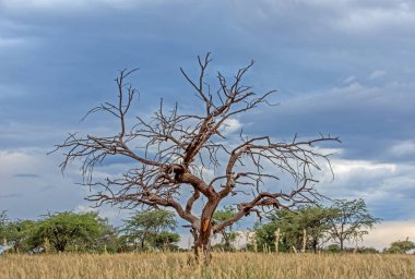 sky darkens as storm approaches behind dead Camel Thorn tree in Southern African Savannah clipart