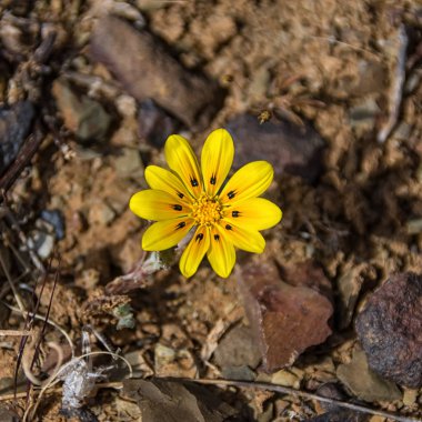 Gazania lichtensteinii wildflower in Namaqualand, South Africa clipart