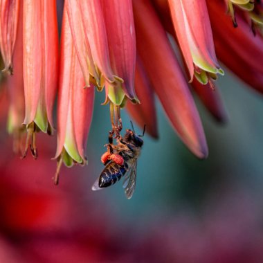 Bal arısı Güney Afrika'da kırmızı Aloe çiçek pollinating, yakın çekim