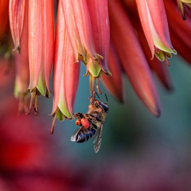 Bal arısı kırmızı Aloe çiçek Güney Afrika'da yiyecek arama, yakın çekim