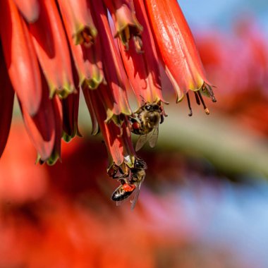 Cape bal arıları Güney Afrika'da kırmızı Aloe çiçek pollinating, yakın çekim