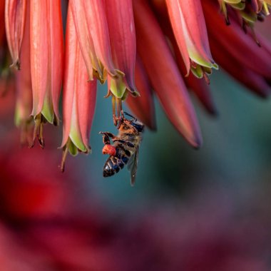 Bal arısı kırmızı Aloe çiçek Güney Afrika'da yiyecek arama, yakın çekim