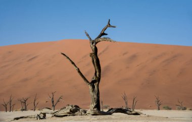 Deadvlei karşı beyaz pan zemin tezat karanlık, ölü deve diken ağaçlar ile karakterize Namibya
