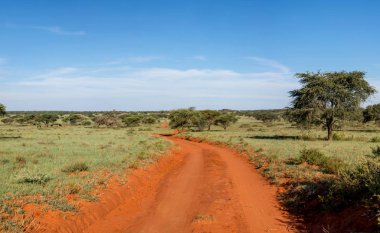 Northern Cape Savannah mesafe içine kapalı kırmızı kirli parça uzanır