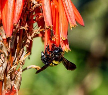 kadın marangoz arı nektarı kırmızı Aloe çiçek Güney Afrika dan toplama