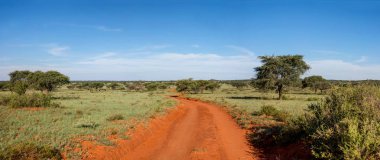 Northern Cape Savannah mesafe içine kapalı kırmızı kirli parça uzanır