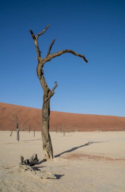 Deadvlei karşı beyaz pan zemin tezat karanlık, ölü deve diken ağaçlar ile karakterize Namibya