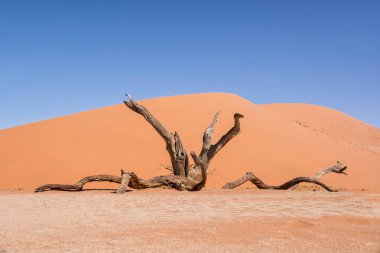 Deadvlei in Namibia characterized by dark, dead camel thorn tree contrasted against white pan ground clipart