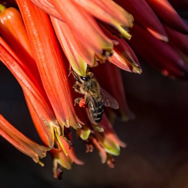 Cape bal arısı kırmızı Aloe çiçek Güney Afrika'da yiyecek arama
