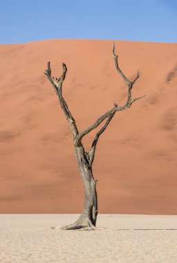 Deadvlei in Namibia characterized by dark, dead camel thorn tree contrasted against white pan ground clipart