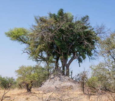 Namibya savana termitler Höyük dışında büyüyen ağaç