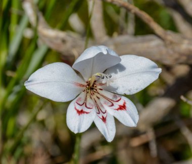 Glayöl debilis çiçek Güney Cape, Güney Afrika için yakın çekim