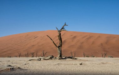 Deadvlei karşı beyaz pan zemin tezat karanlık, ölü deve diken ağaçlar ile karakterize Namibya