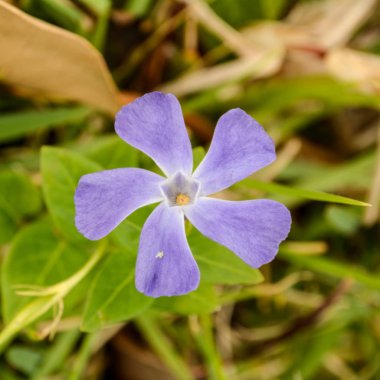 Vinca büyük çiçek bulanık arka plan üzerinde Kapat