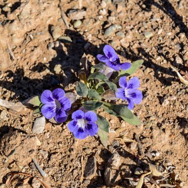 Aptosimum indivisum Güney Afrika savana çiçeklenir
