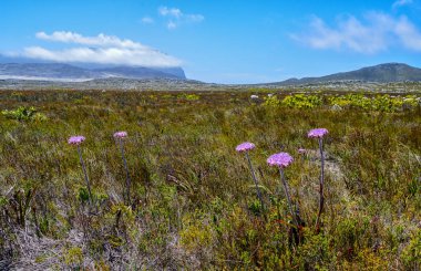 Güney Cape Dilatris corymbosa çiçek Dağları arka plan üzerinde