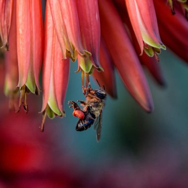 Bal arısı kırmızı Aloe çiçek Güney Afrika'da yiyecek arama, yakın çekim