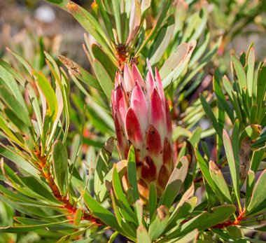 Protea repens çiçek Güney Cape, Güney Afrika için yakın çekim