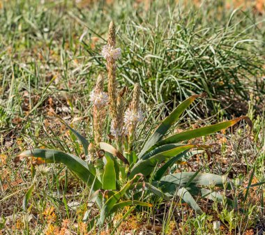 Trachyandra falcata kır çiçekleri Namaqualand, Güney Afrika