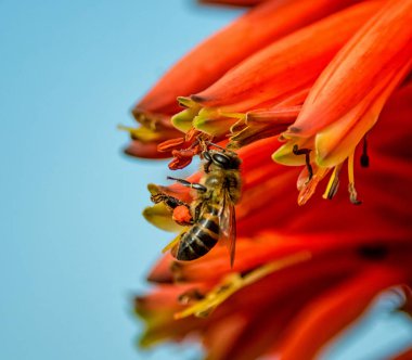 Güney Afrika mavi gökyüzü arka plan üzerinde kırmızı Aloe tesisi bal arısı yakın çekim