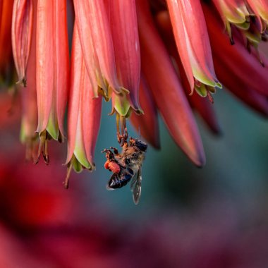 Bal arısı Güney Afrika'da kırmızı Aloe çiçek pollinating, yakın çekim