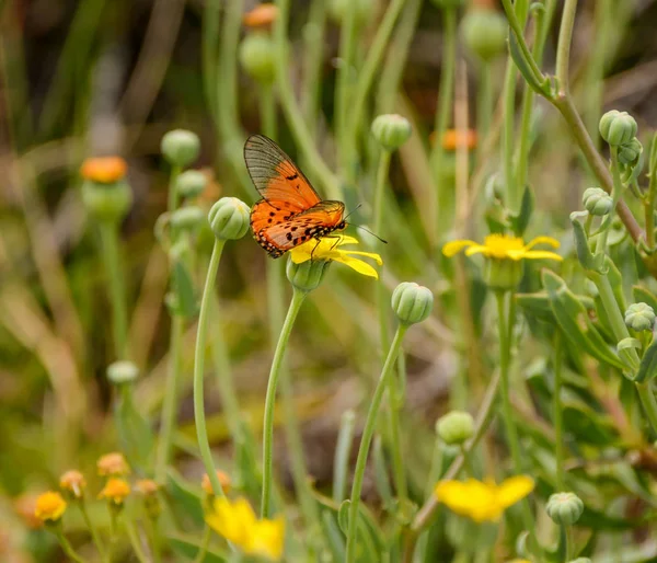 Primer Plano Acraea Butterfly Sentado Flor Sur África —  Fotos de Stock